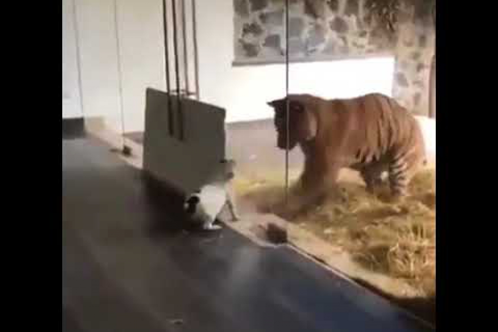 นั่นเสือนะเว้ย !!! เดี๋ยวก็โดนแดก
