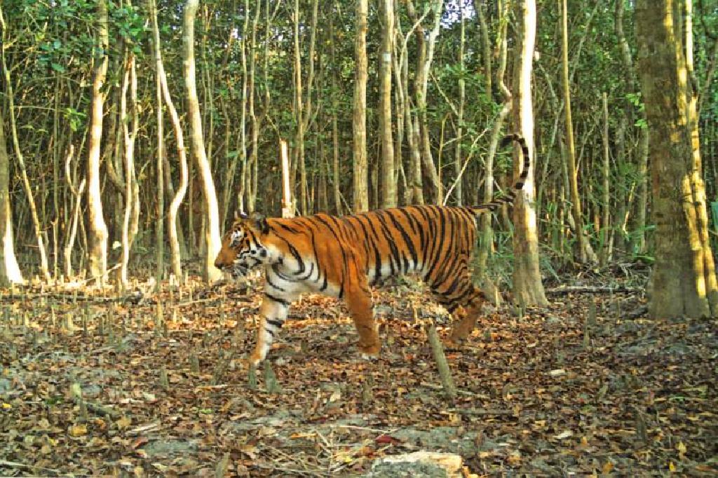 เสือโคร่งในป่าโกงกางบังกลาเทศเพิ่มครั้งแรกในรอบ 15 ปี 
