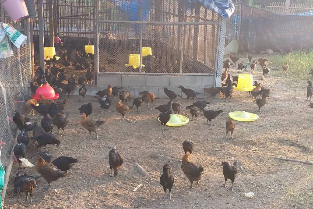 ปศุสัตว์ชูโมเดลวิสาหกิจชุมชนผู้เลี้ยงไก่ประดู่หางดำ 