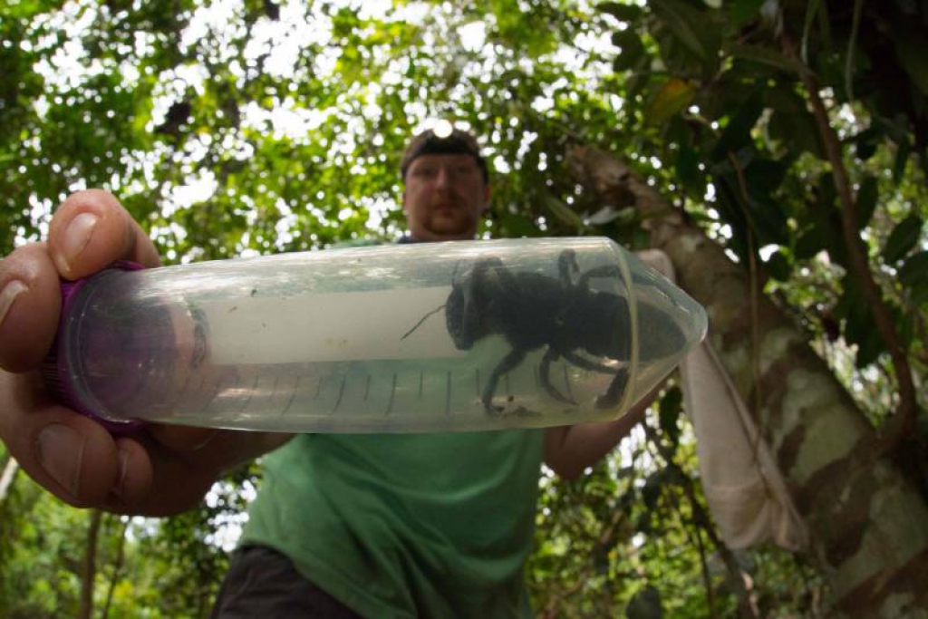 ผึ้งใหญ่ที่สุดในโลกปรากฏตัวครั้งแรกในรอบเกือบ 40 ปี 
