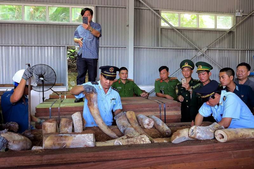 เวียดนามยึด'งาช้างแอฟริกา' กว่า9ตันซุกเรือบรรทุกไม้