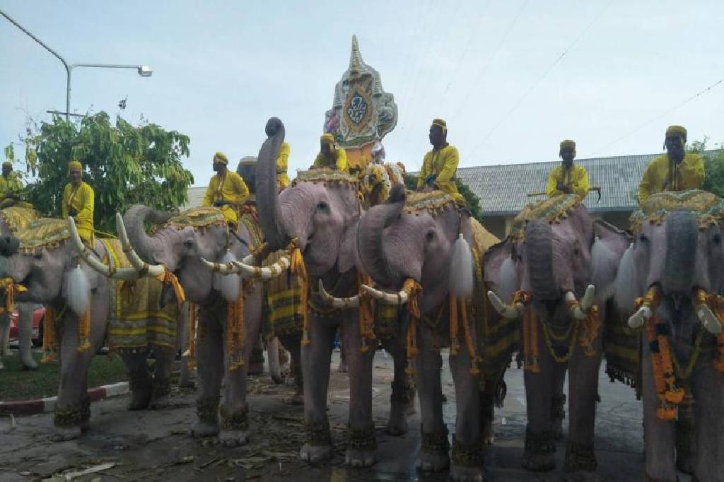 คชสารวังช้างอยุธยา11เชือก เดินเทิดพระเกียรติ'ในหลวง'