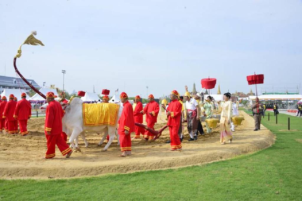 ซ้อมใหญ่พระราชพิธีพืชมงคลจรดพระนังคัลแรกนาขวัญ 