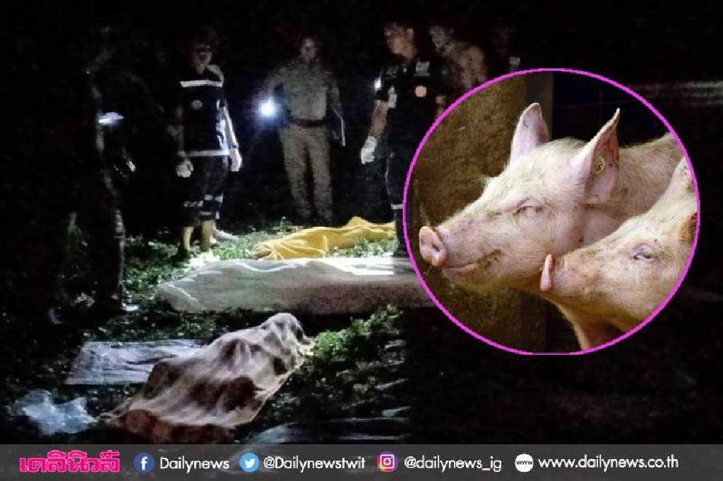 ระวังภัย'แก๊สไข่เน่า'จากขี้หมู สูดดมเข้ากระแสเลือดดับ