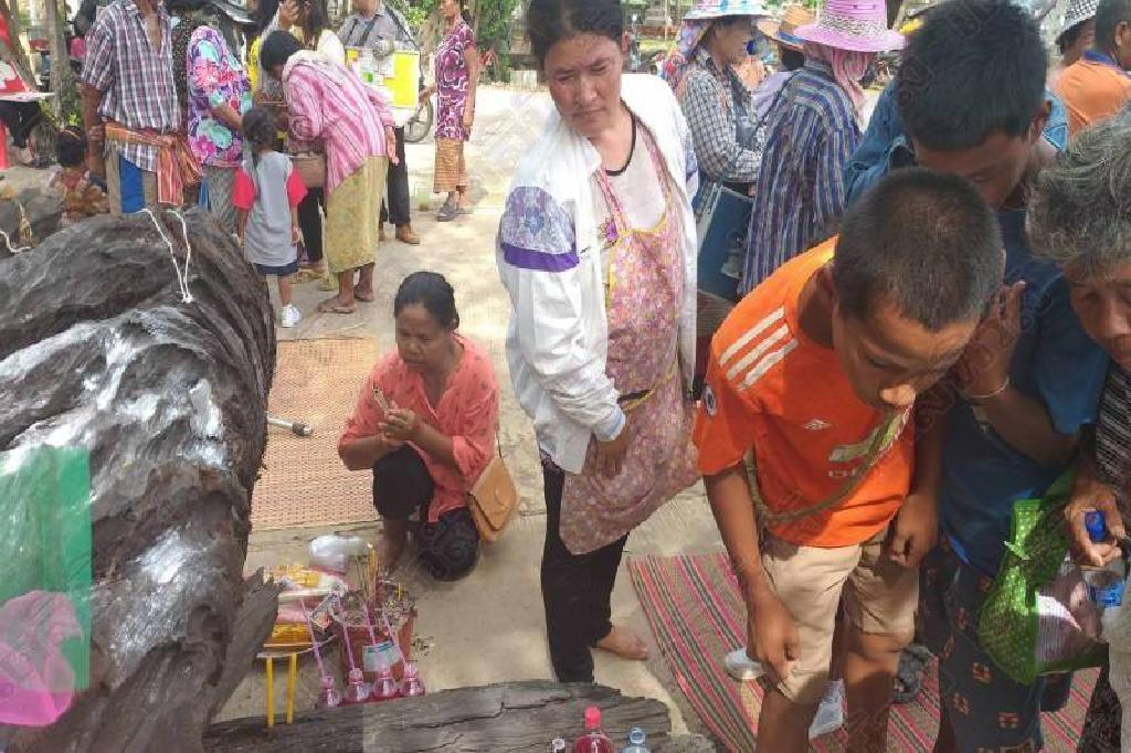 ตะเคียนยักษ์ศักดิ์สิทธิ์ ตะลึงตรงเปลือกเห็นเลขโผล่ชัด