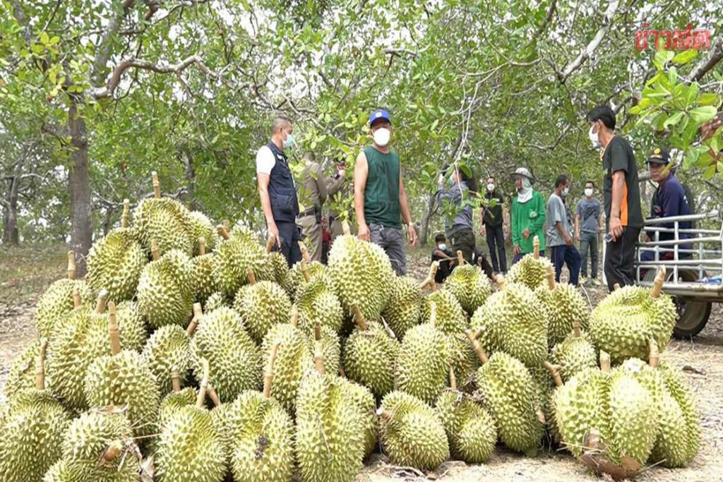 เจ้าของสวนเพิ่งเสีย ยังไม่ทันเผา โจรแอบเข้ามาตัดทุเรียน โชคดีมีคนเห็น