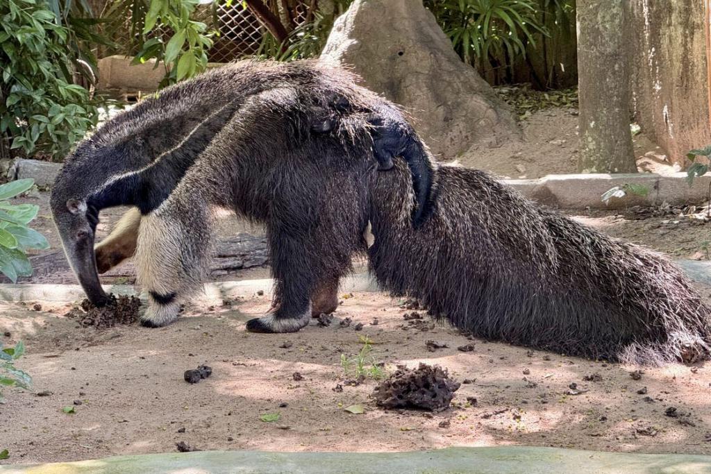 สวนสัตว์เปิดเขาเขียว อวดโฉม สมาชิกใหม่ &ldquo;ลูกตัวกินมดยักษ์&rdquo; ต้อนรับวันหยุดยาว 21-23 ต.ค.นี้