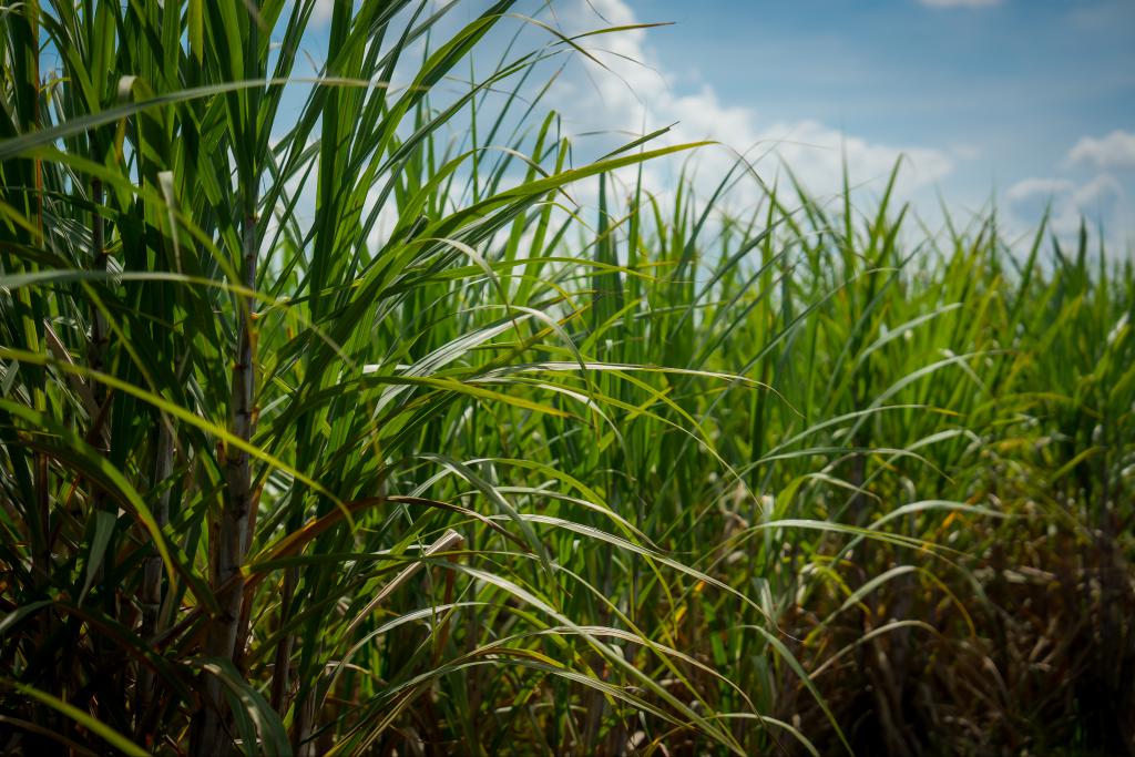 สอน. เดินหน้ามาตรการ “อ้อยสด - ลดเผา” ปี 68/69 ขับเคลื่อนอุตฯ อ้อยไทยสู่อนาคตสีเขียว ยกระดับรายได้เกษตรกร ควบคู่ลดฝุ่น PM 2.5