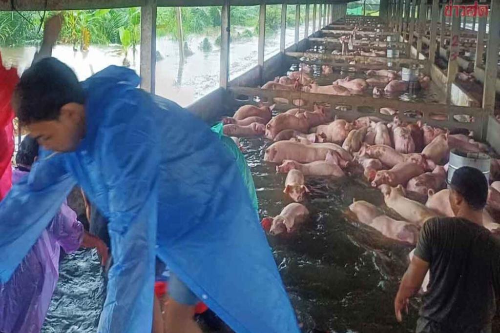 น้ำท่วมพัทลุง ฟาร์มหมูรายใหญ่ภาคใต้อ่วม เร่งย้ายหมูมากกว่า 500 ตัว