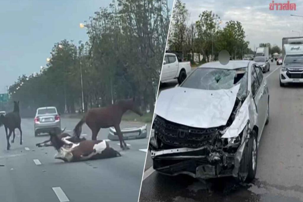 อุบัติเหตุ รถเก๋งชนม้า กลางถนน ม้าตาย บาดเจ็บ เหตุเกิดก่อนถึงแยกบางแพ